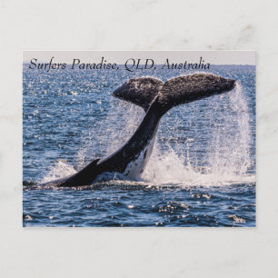 Humpback Whales Surfers Paradise Pacific Ocean Vykort