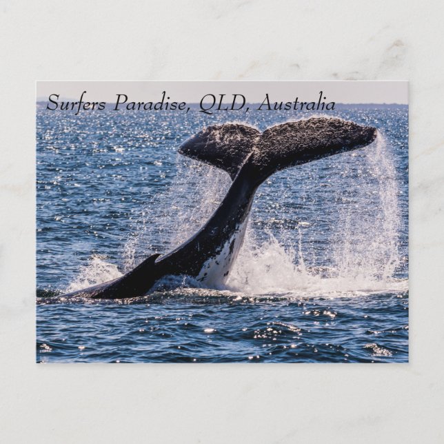 Humpback Whales Surfers Paradise Pacific Ocean Vykort (Framsida)