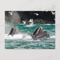 Humpbackvalar störtar sig fram