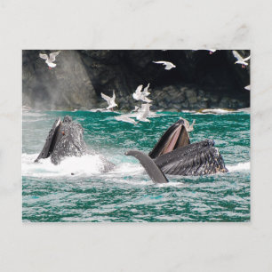 Humpbackvalar störtar sig fram vykort