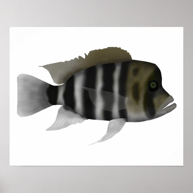 Humphead Cichlid Poster (Framsidan)
