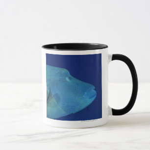 Humphead Wrasse 2 Mugg