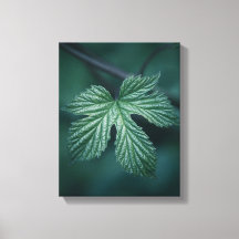 Humulus Löv Nature Photo