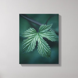 Humulus Löv Nature Photo Canvastryck