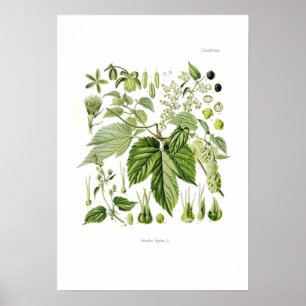 Humulus lupulus (Skutt) Poster