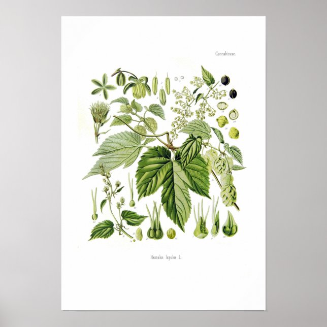 Humulus lupulus (Skutt) Poster (Framsidan)