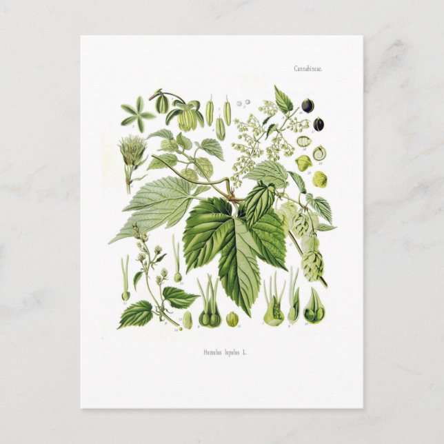 Humulus lupulus (Skutt) Vykort (Framsida)