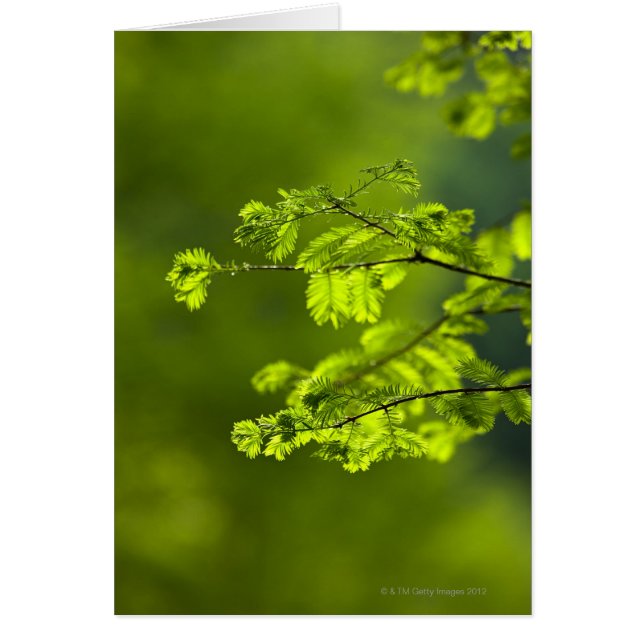 Hunanprovinsen, Chinan, Asien Hälsningskort (Framsidan)