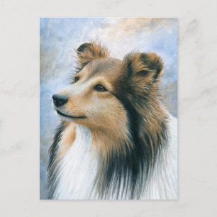 Hund 122 Sheltie Collie Vykort