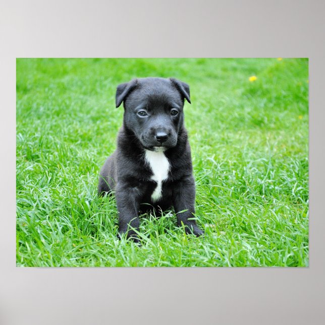 hund-280332 YOUNG HUND BLACK PUPPY ADORABLE PETS G Poster (Framsidan)