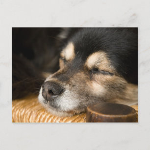 HUND 2 VYKORT