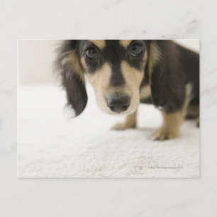HUND 2 VYKORT