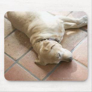 Hund 3 musmatta