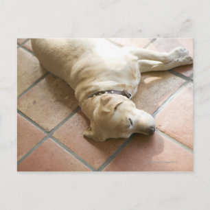 HUND 3 VYKORT