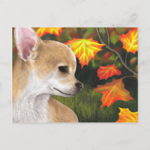 Hund 94 Chihuahua Vykort