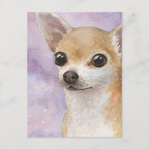 Hund 95 Chihuahua Vykort