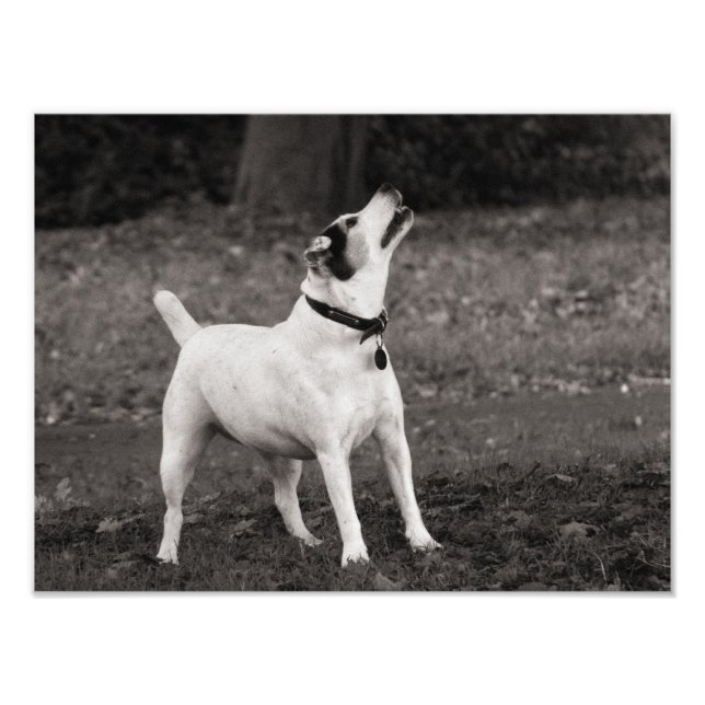 Hund Agog Fototryck (Framsidan)