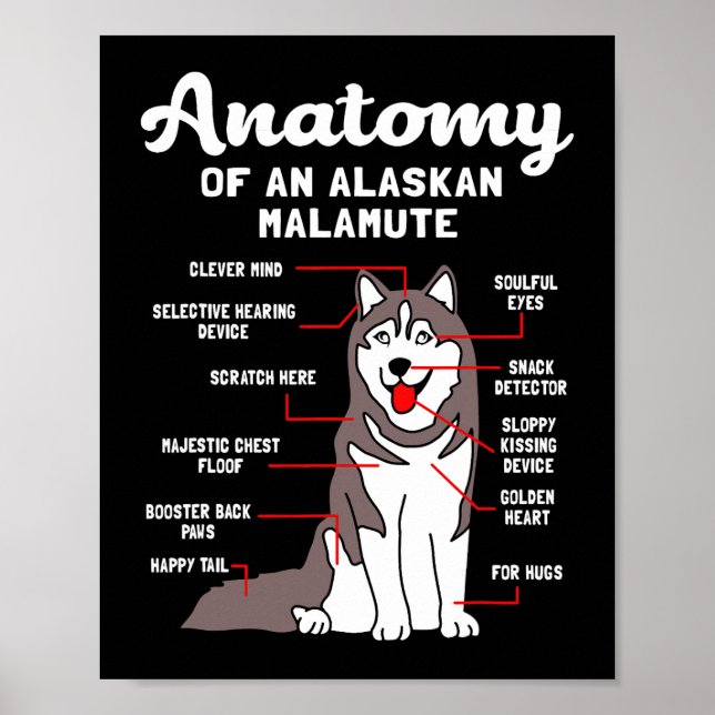 Hund Alaska Malamute Anatomy Funny Malamute Poster (Framsidan)