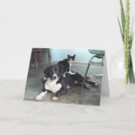 Hund älskare djur älskare, kattälskare - tomt kort