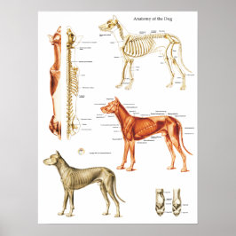 Hund Anatomi Poster muskler och ben 18 x 24