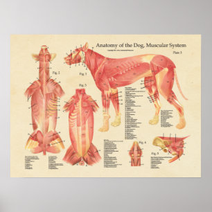 Hund Anatomidiagram för muskelsystem Poster