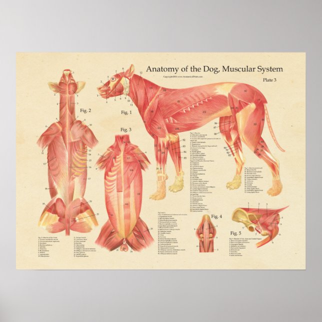 Hund Anatomidiagram för muskelsystem Poster (Framsidan)