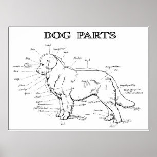 HUND ANATOMY 1919 POSTER