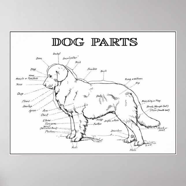 HUND ANATOMY 1919 POSTER (Framsidan)