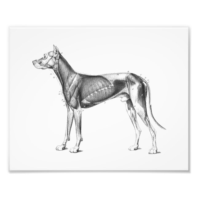 Hund Anatomy Print Muscles B/W Fototryck (Framsidan)