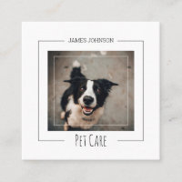 Hund Ansikte Djuromsorg