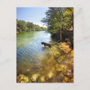 Hund at Ladybird Sjö - Downtown Austin Texas Vykort