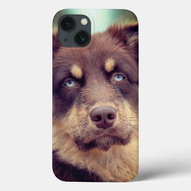 Hund, Australian shepherd, sällskapsdjur (Baksida)