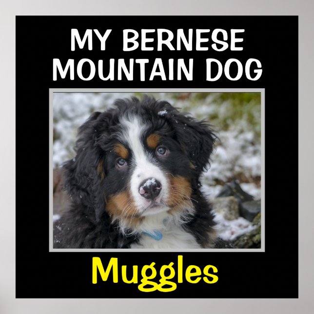 Hund av anpassningsbar poster (Framsidan)