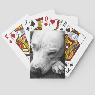 hund av ärrtjusare med kärna i potter spel kort