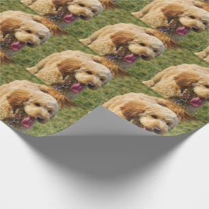 Hund av åskådare presentpapper