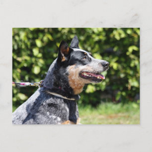 hund av australiskt nötkreatur vykort