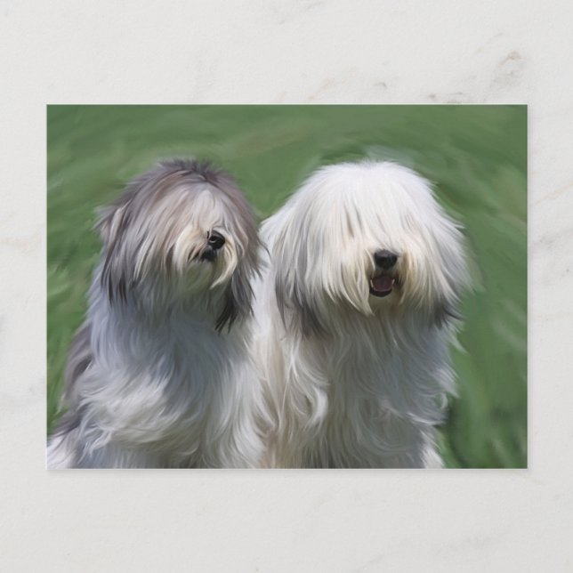 Hund av polska låglandfår vykort (Framsida)