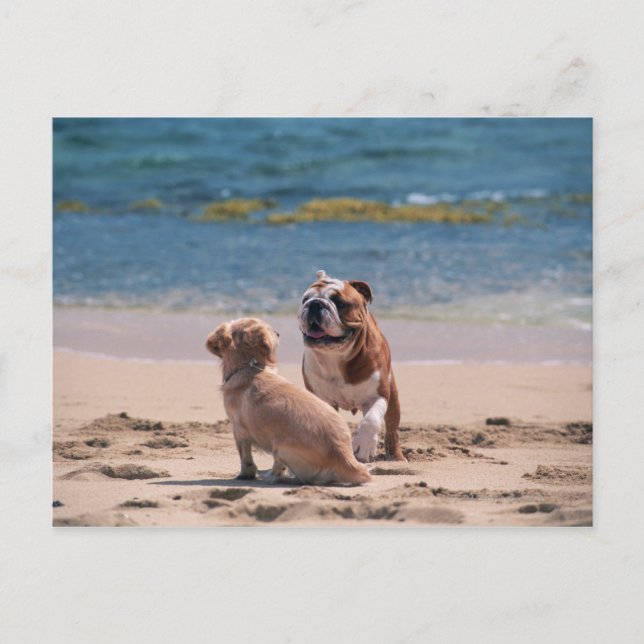 Hund av Sandy Beach Vykort (Framsida)