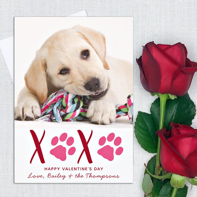 Hund av valentines day XOXO Cute Pet Puppy Julkort (Skapare uppladdad)