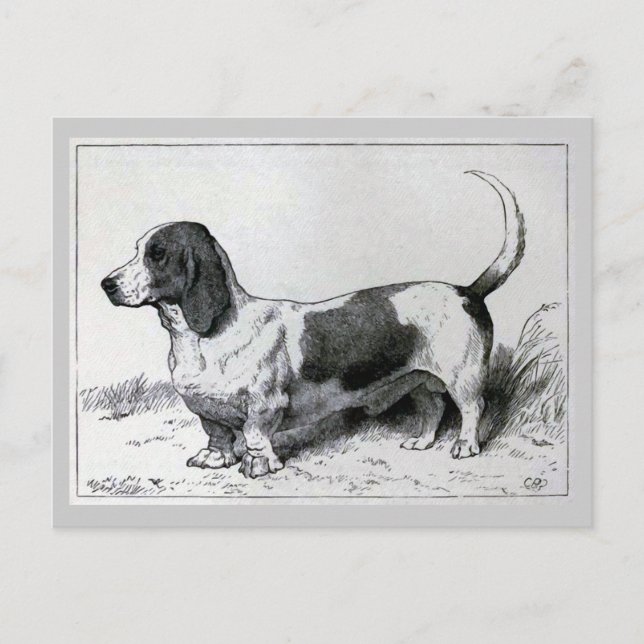 hund av Vintagen "Basset Hound" Vykort (Framsida)