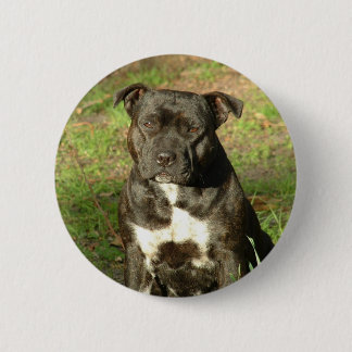 Hund aveln Staffy Knapp