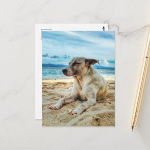 Hund avslappningsdag vid stranden, havsytan och So Vykort