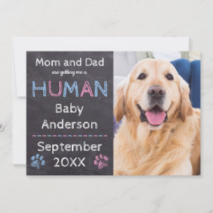 Hund Baby Gravid Meddelande