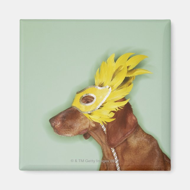 Hund bärmask magnet (Framsidan)