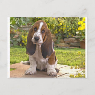 Hund Basset Hound Vykort