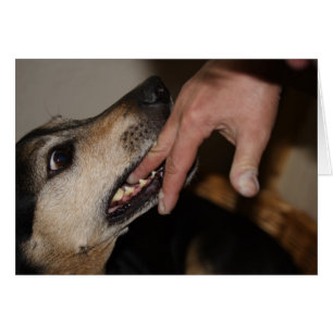 Hund bitande finger hälsningskort