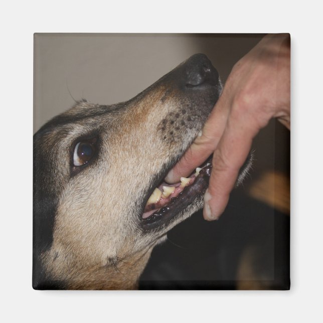 Hund bitande finger magnet (Framsidan)