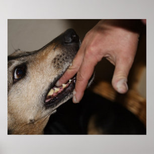 Hund bitande finger poster