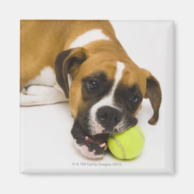 Hund bitande tennis boll magnet (Framsidan)