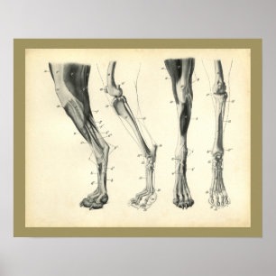 Hund Bones Muscle Veterinary Anatomy Skriv ut Poster
